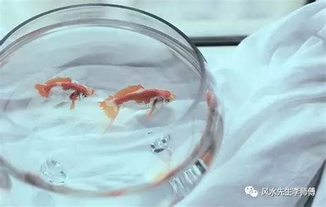 養什麼魚招財|【風水特輯】想催財就在家裡「這邊」放魚缸！養魚風。